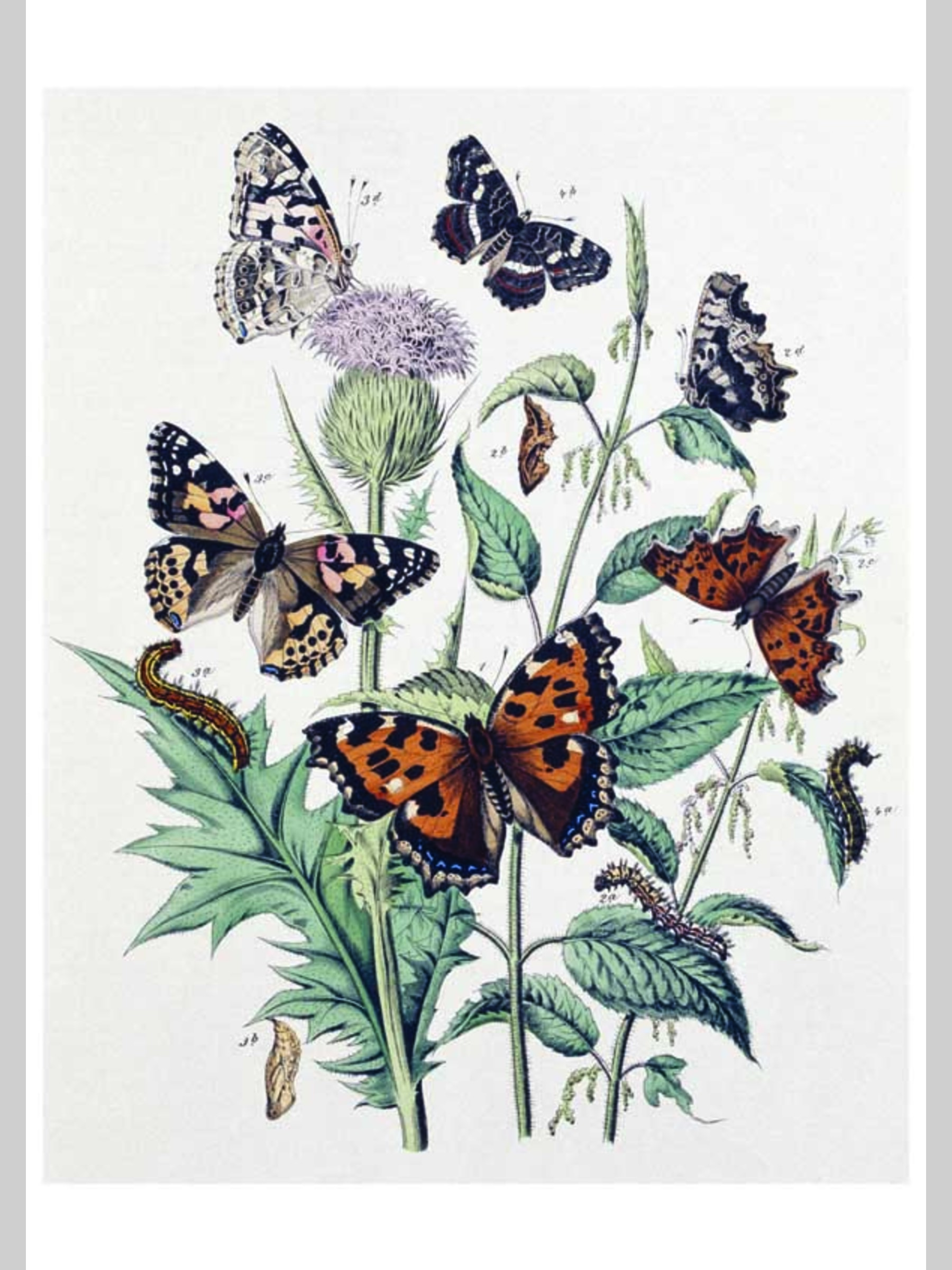 Набор открыток Белый город Бабочки Европы - фото 6