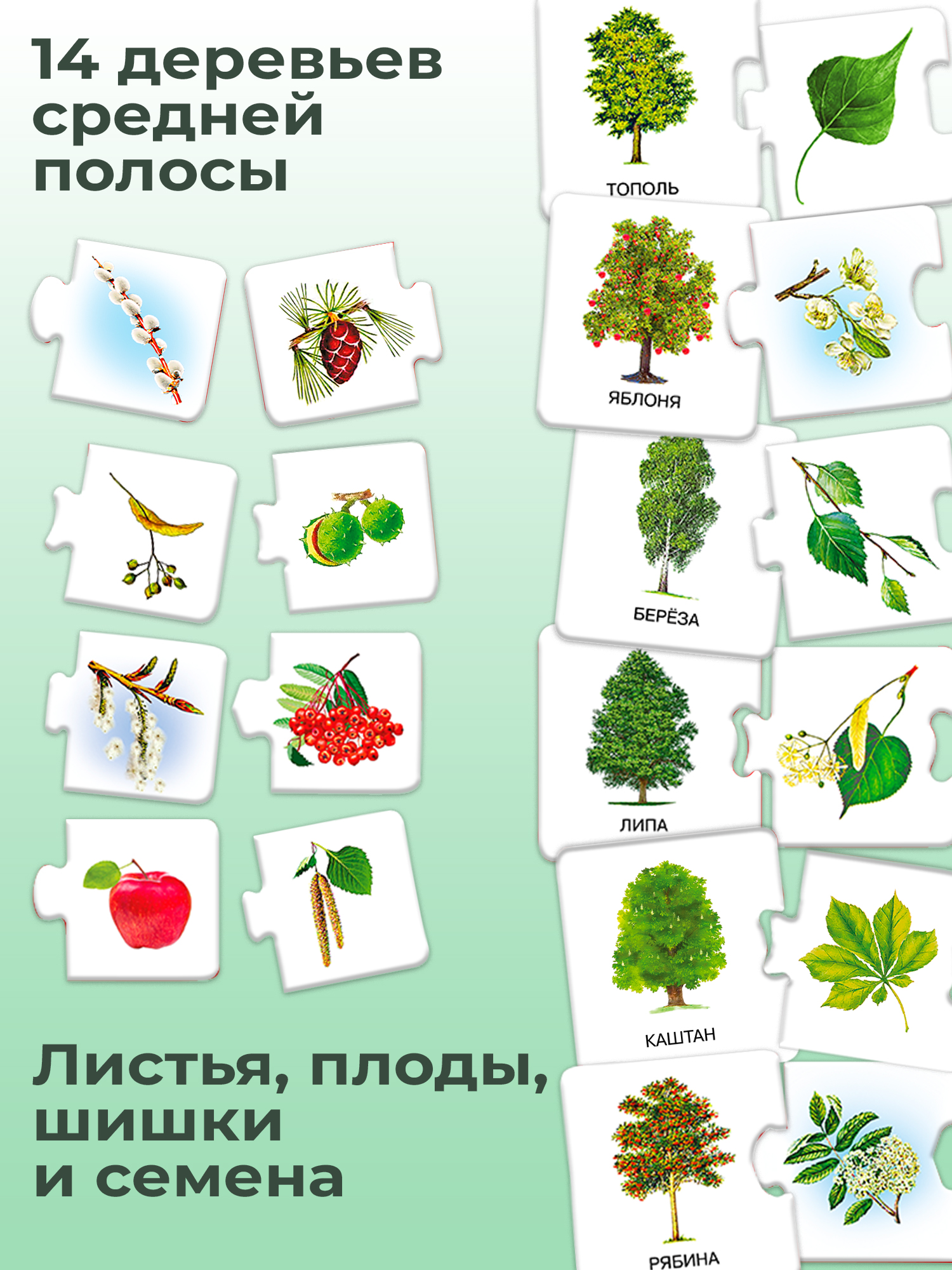 Развивающая игра Дрофа-Медиа С какого дерева листок 2896 - фото 4