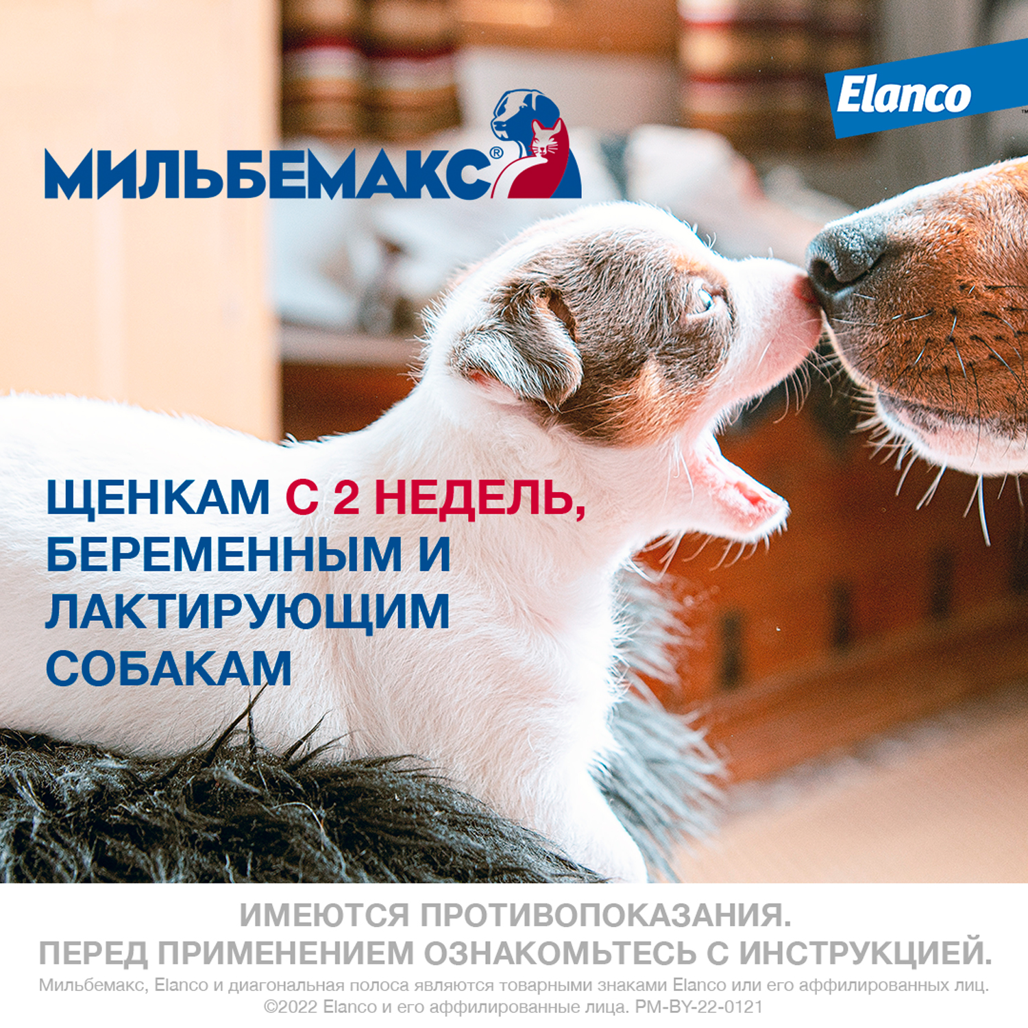 Антигельминтик для щенков и собак Elanco Мильбемакс малых пород 2таблетки - фото 6