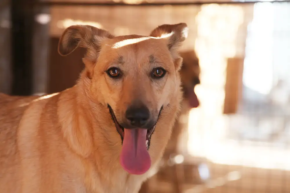 Собака Лесси - фото 2