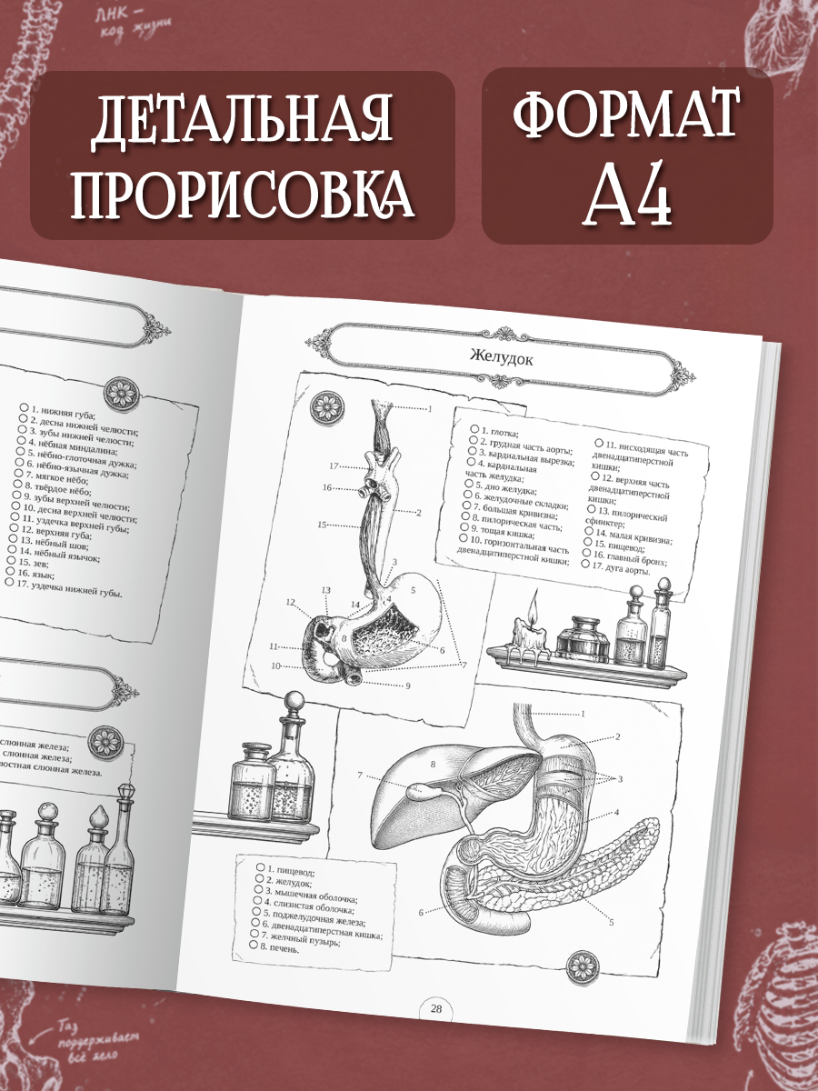 Раскраска-атлас Проф-Пресс Анатомия человека - фото 6