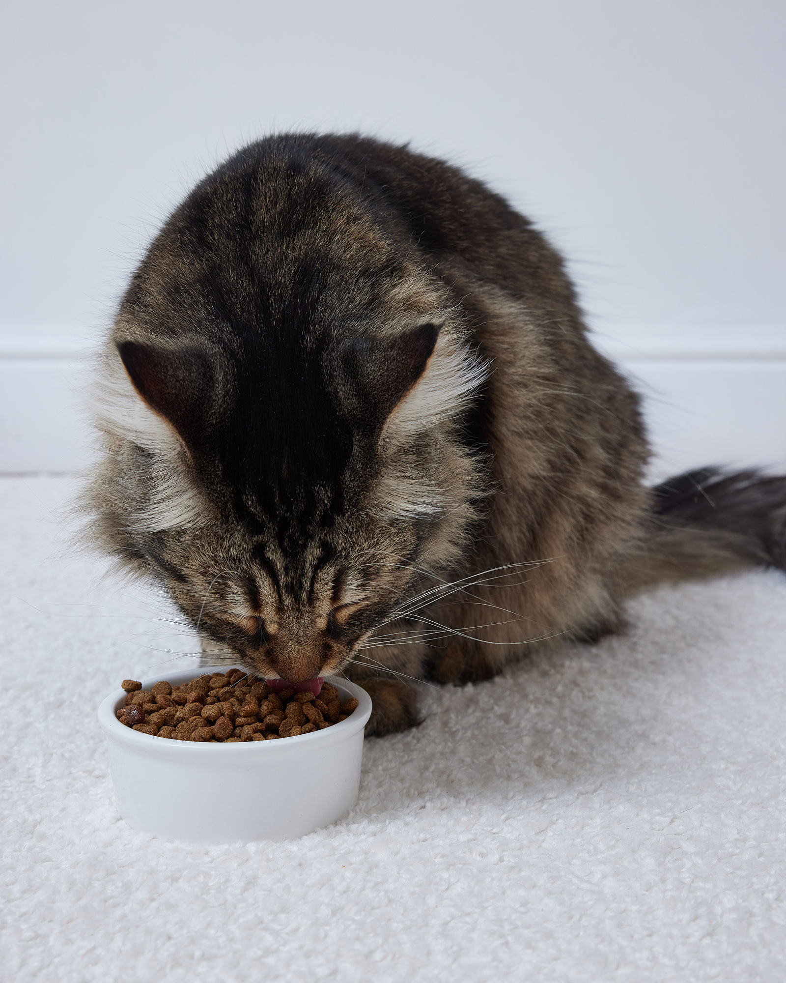 Корм для кошек Roybis 0.4кг с уткой для профилактики МКБ - фото 8