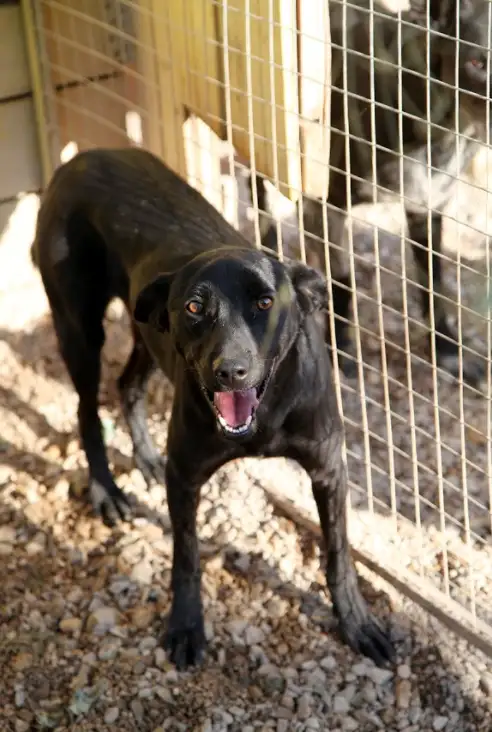 Собака Вилли - фото 4