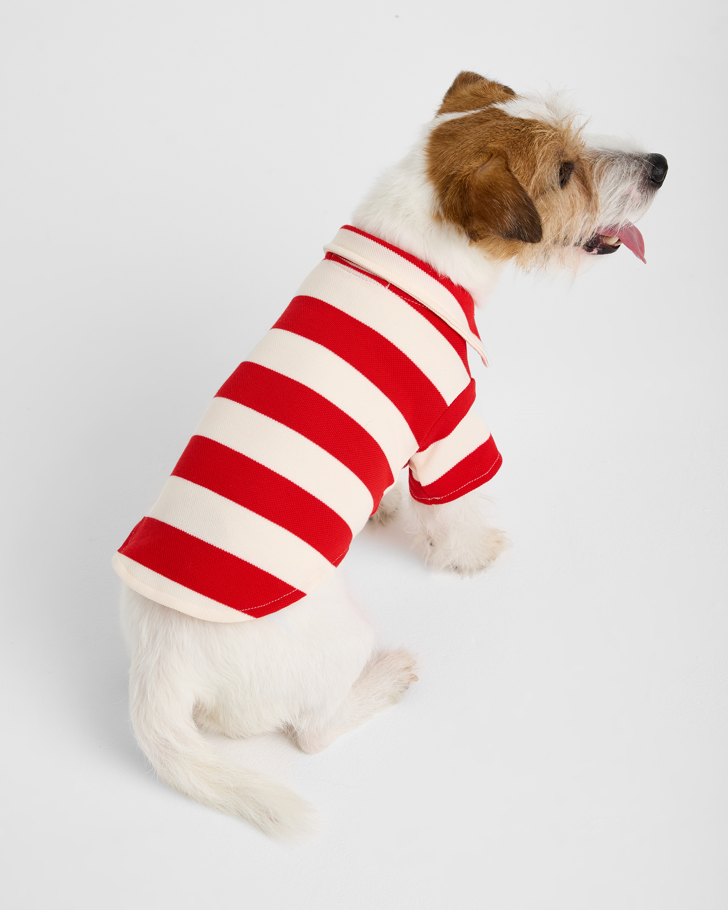 Поло для собак и кошек Зоозавр - фото 4