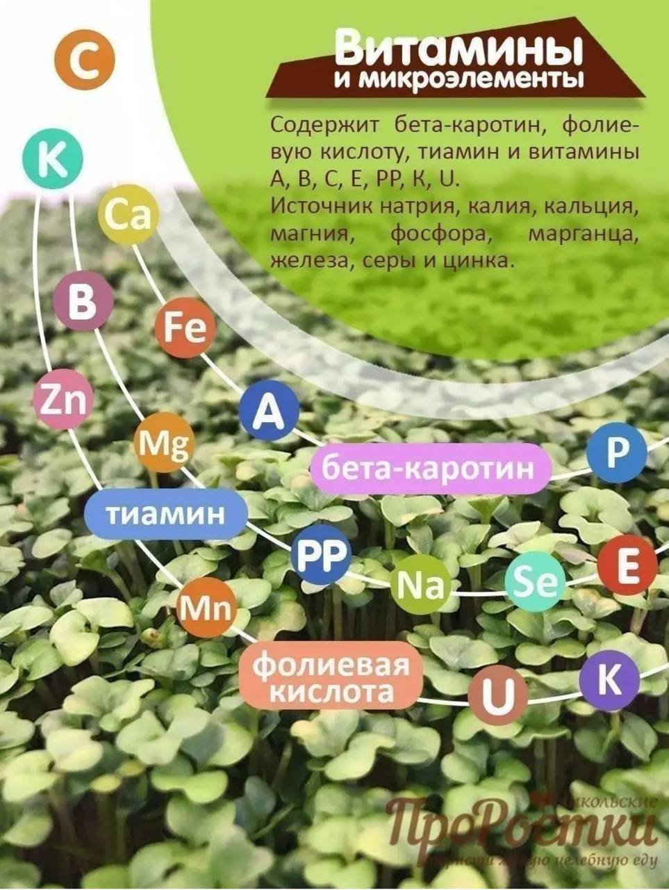 Семена для микрозелени MegaMedia брокколи - фото 4