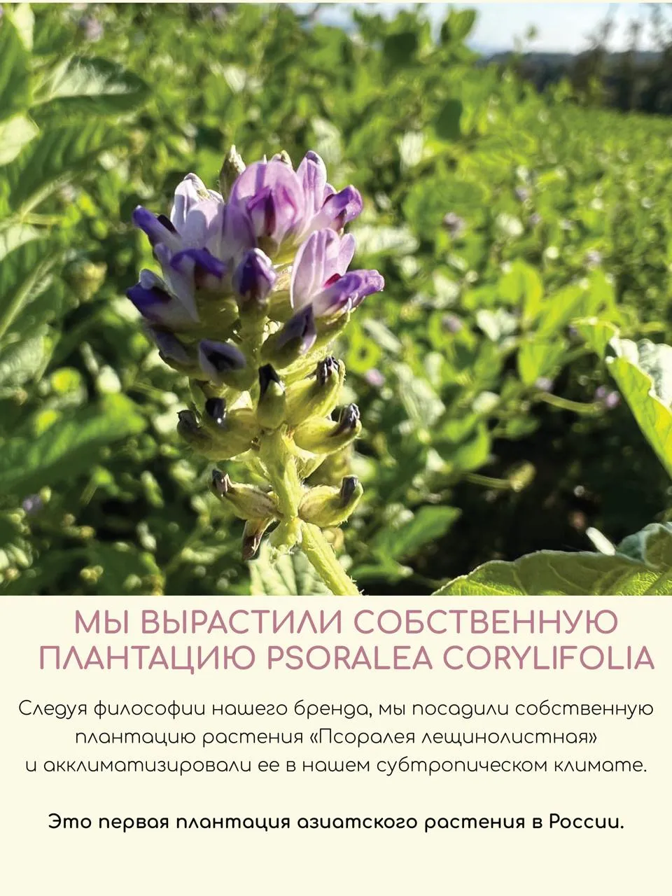 Крем Краснополянская косметика 30 мл 1 шт. - фото 8
