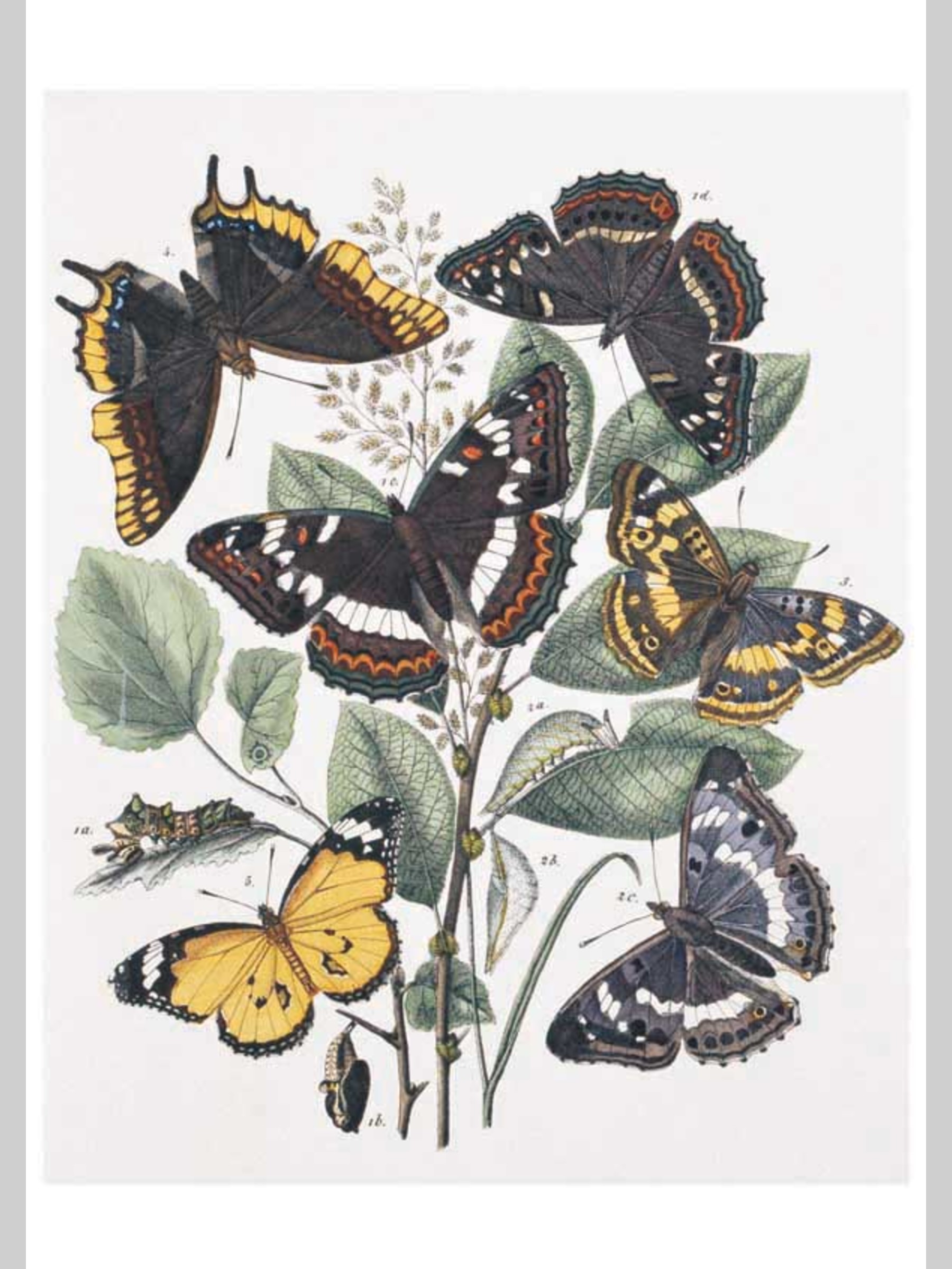 Набор открыток Белый город Бабочки Европы - фото 2