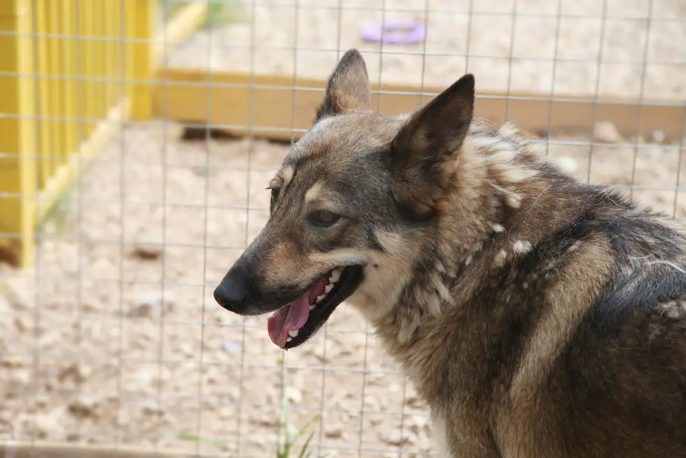 Собака Герда - фото 2