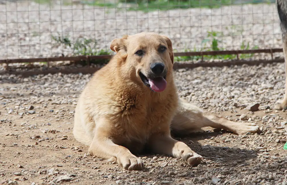 Собака Томочка - фото 5