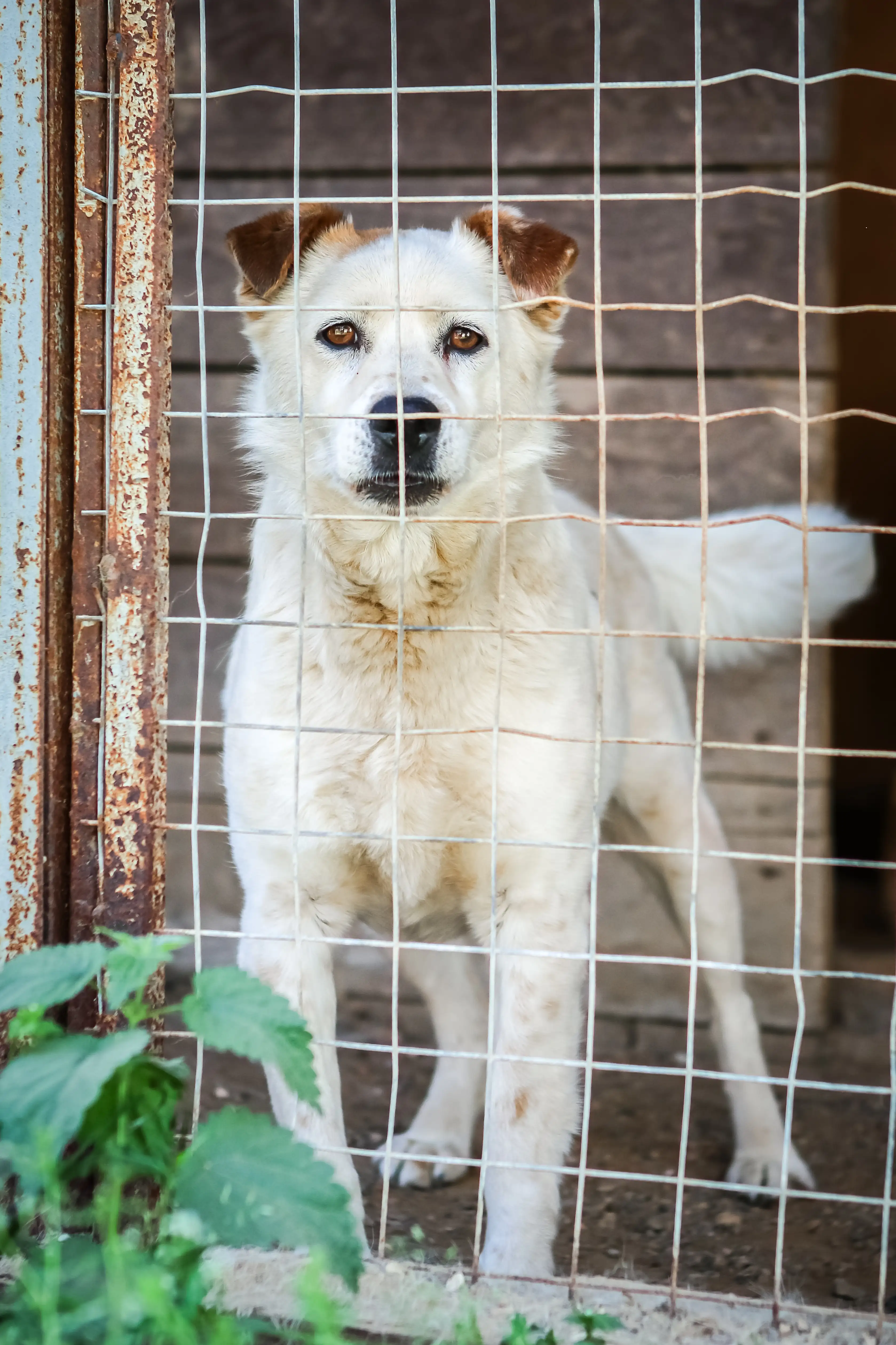 Собака Гарантин - фото 2