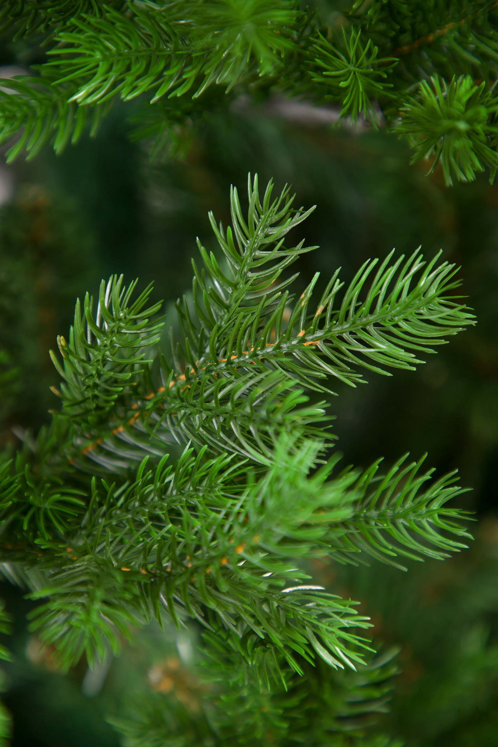 Ель Дворянская Империя Ёлок 210 см - фото 3