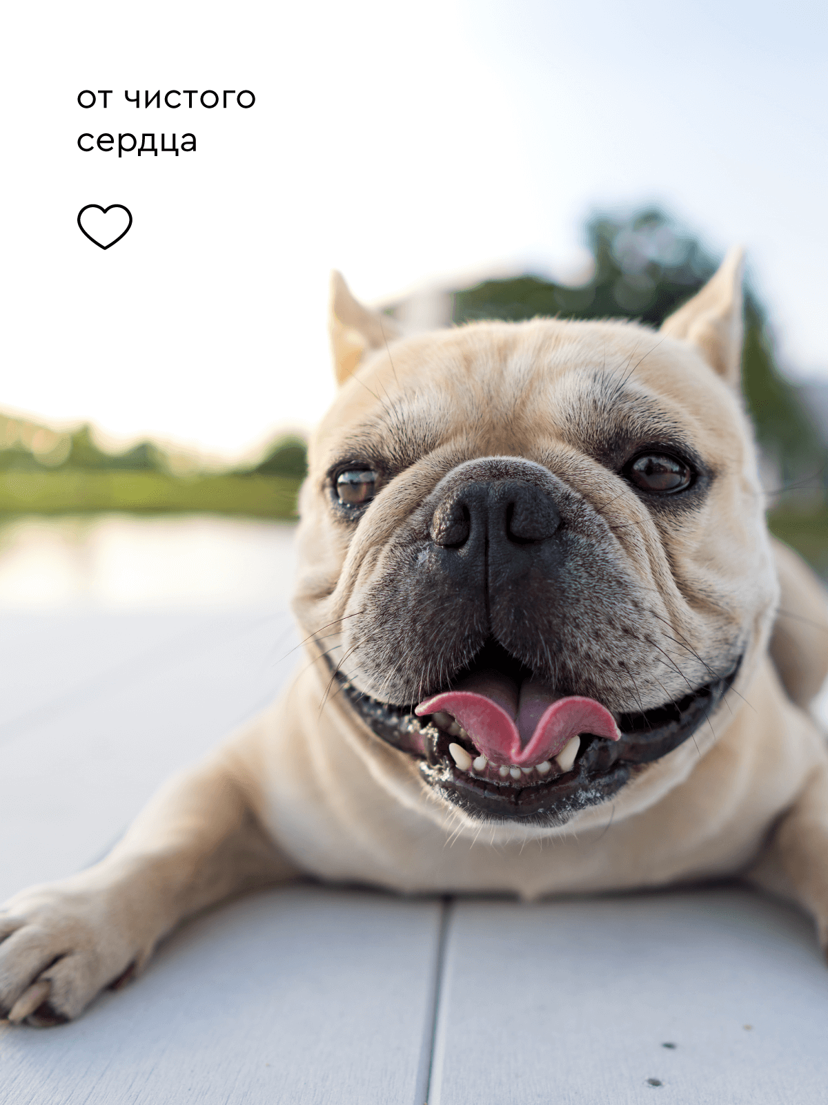 Шампунь для собак ProAnimal 1:50 ExtraClean Универсальный профессиональный очищающий - фото 6