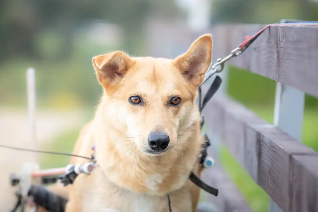 Собака Махачкала - фото 2