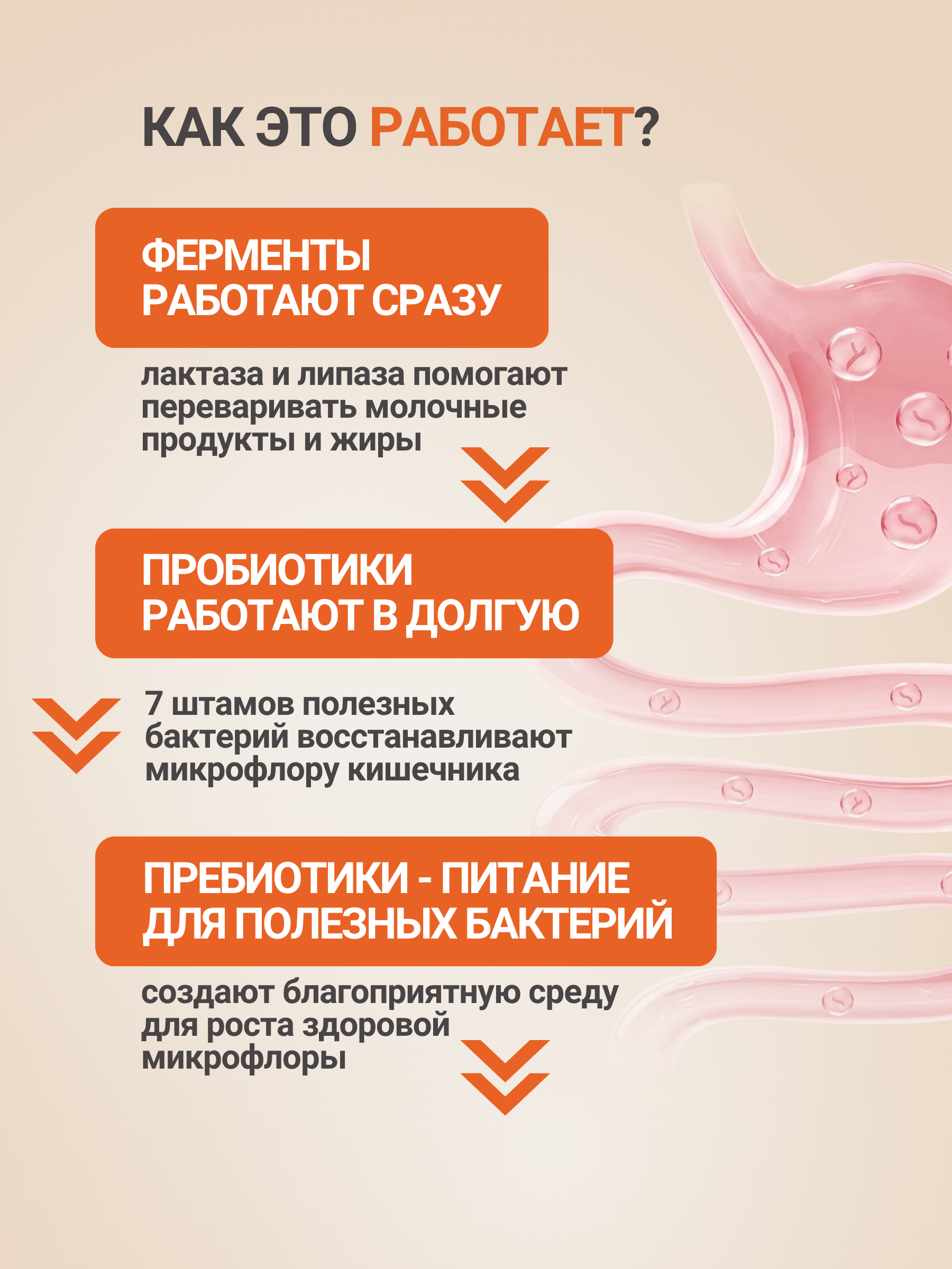 Синбиотик пробиотик + В1 В2 В6 TONEON для восстановления микрофлоры кишечника - фото 3