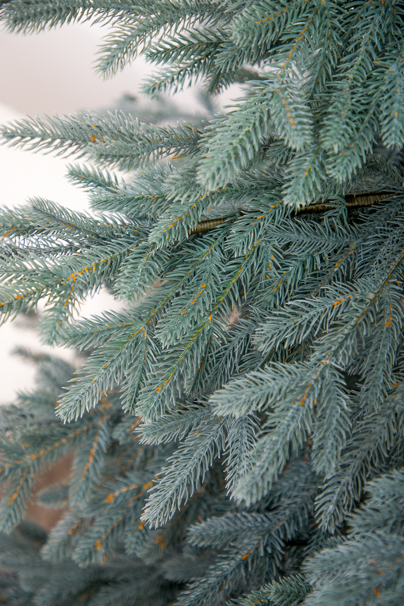 Ель Монарх цвет голубой Империя Ёлок 180 см - фото 5