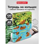 Тетрадь Brauberg клетка