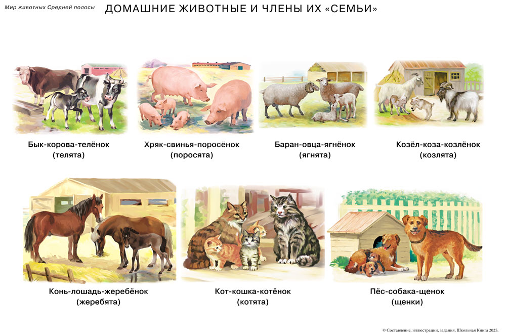 Книга Школьная Книга Сюжетные и предметные картинки МИР ЖИВОТНЫХ - фото 3