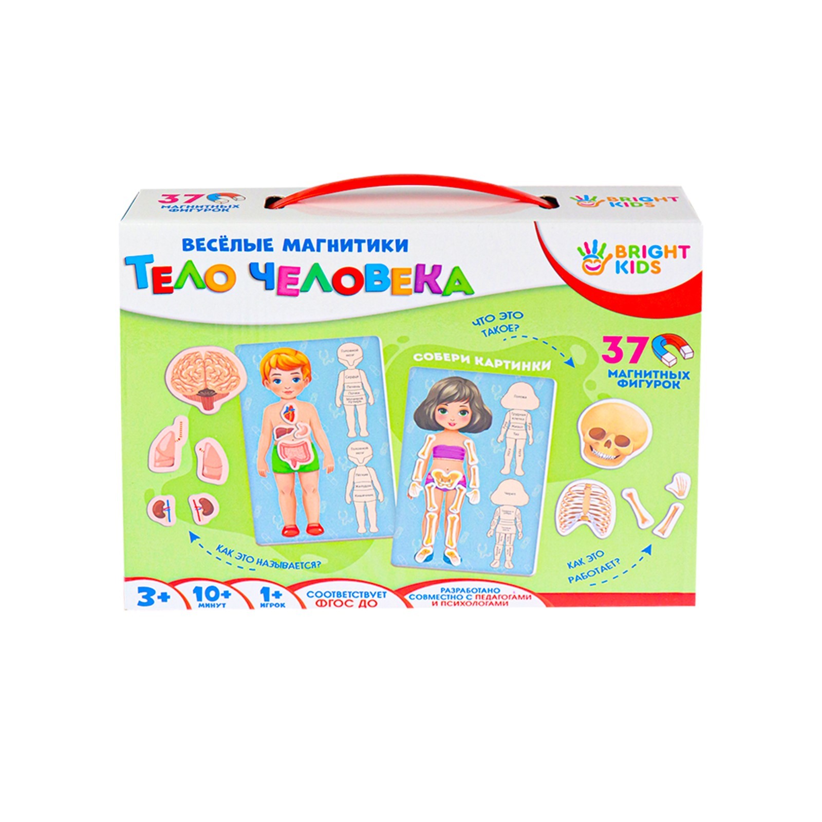 Настольная игра Sima-Land Тело человека - фото 5