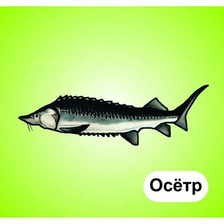 Карточки Учитель Рыбы