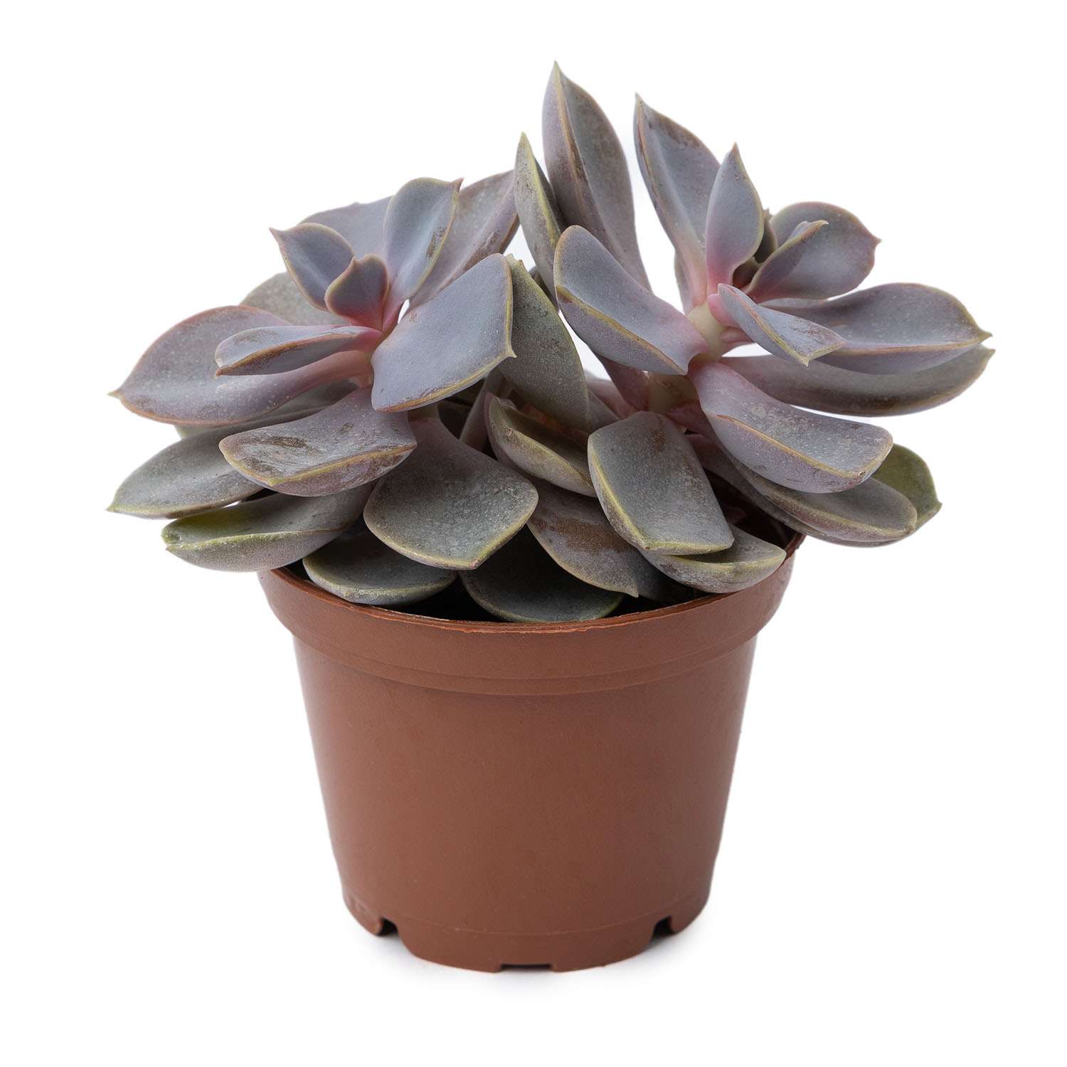 Растение ЕТК Суккуленты D7 в ассортименте - фото 1