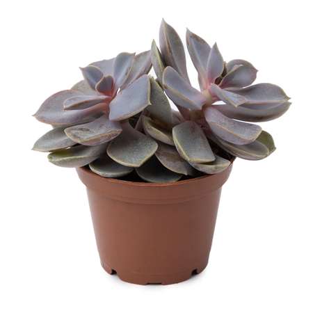 Растение ЕТК Суккуленты D7 в ассортименте