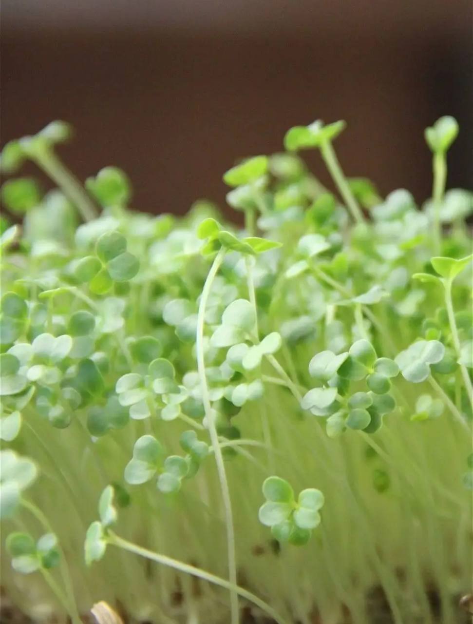 Семена для микрозелени MegaMedia брокколи - фото 5