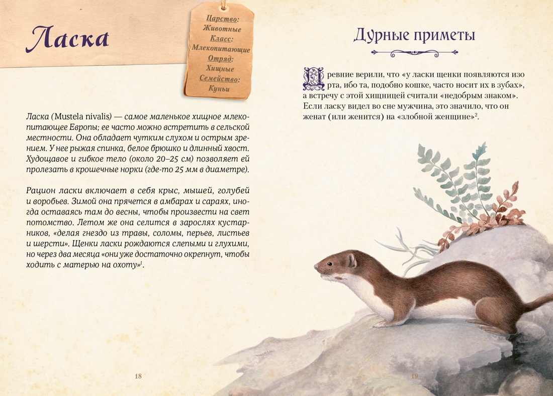 Книга КОЛИБРИ Кроль Терзаги Д. Магические животные Легенды и суеверия - фото 8