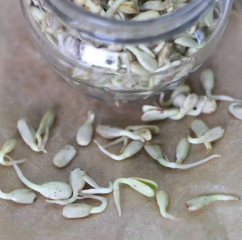 Семена для микрозелени Никольские ПроРостки подсолнечник - фото 3