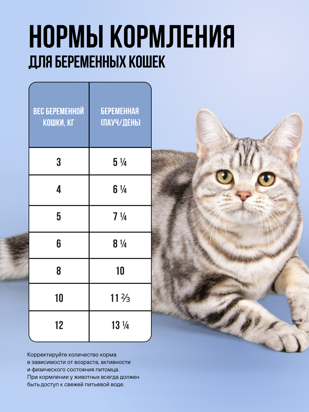 Полнорационный влажный корм BOWL WOW в соусе для котят и беременных кошек с белой рыбой и тыквой 85г - фото 5