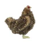 Игрушка мягкая HANSA курочка Островной породы 26 см