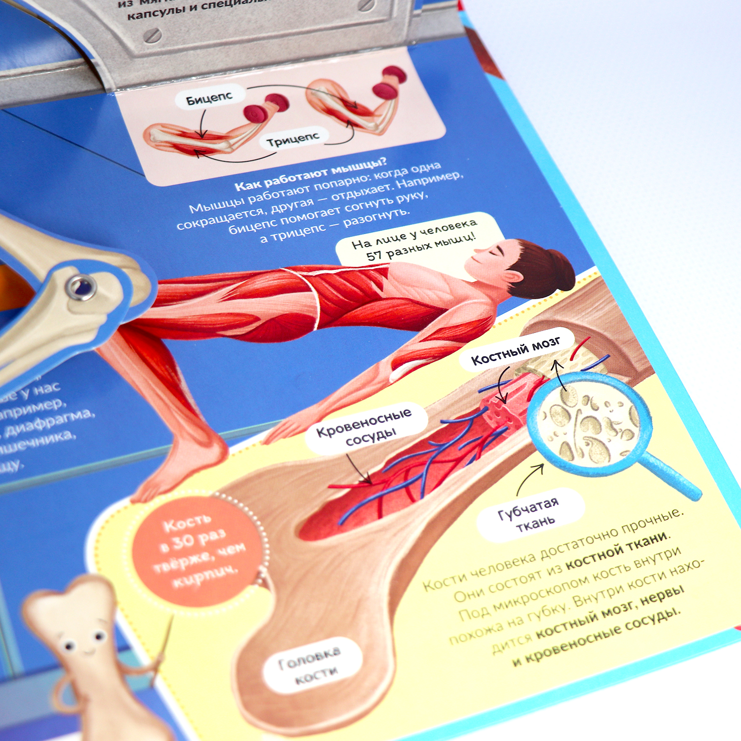 Книга Malamalama Анатомия человека с объемными картинками для детей - фото 6