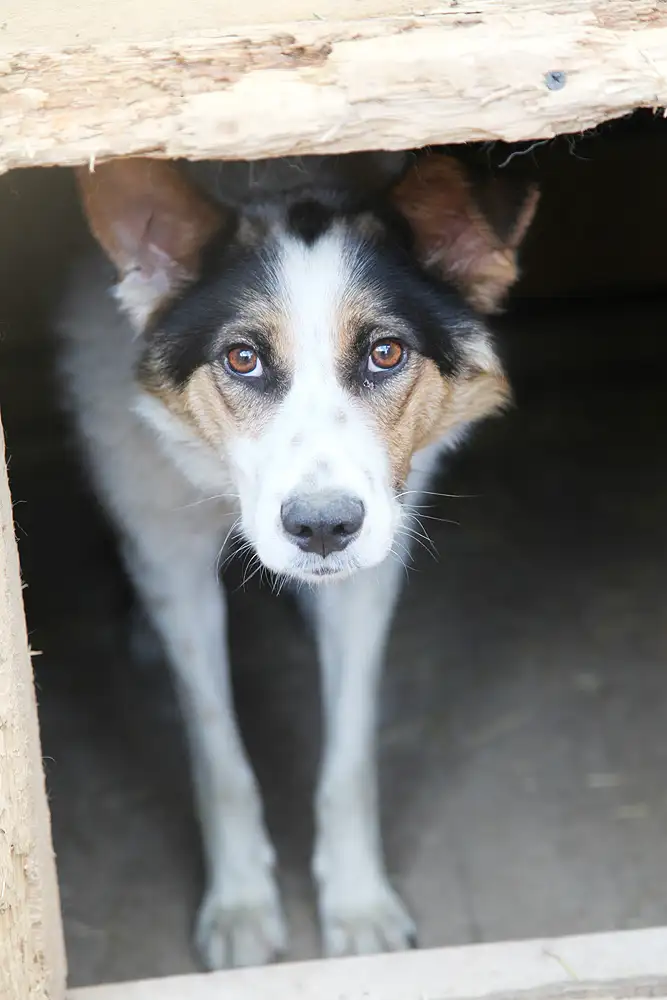 Собака Кемра - фото 2