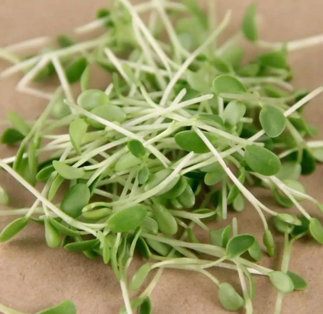 Семена для микрозелени MegaMedia люцерна - фото 3