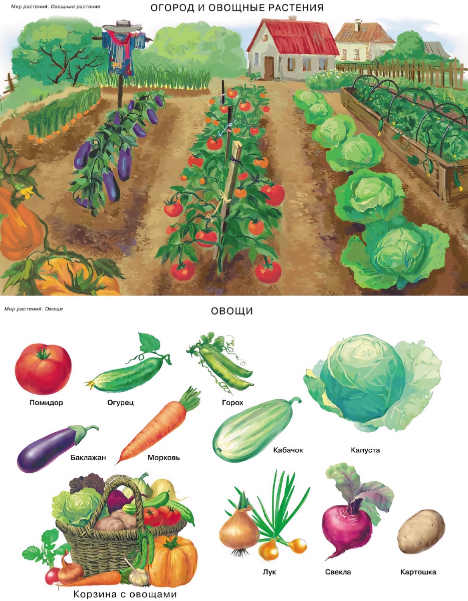 Книга Школьная Книга Сюжетные и предметные картинки Мир растений и грибов - фото 2