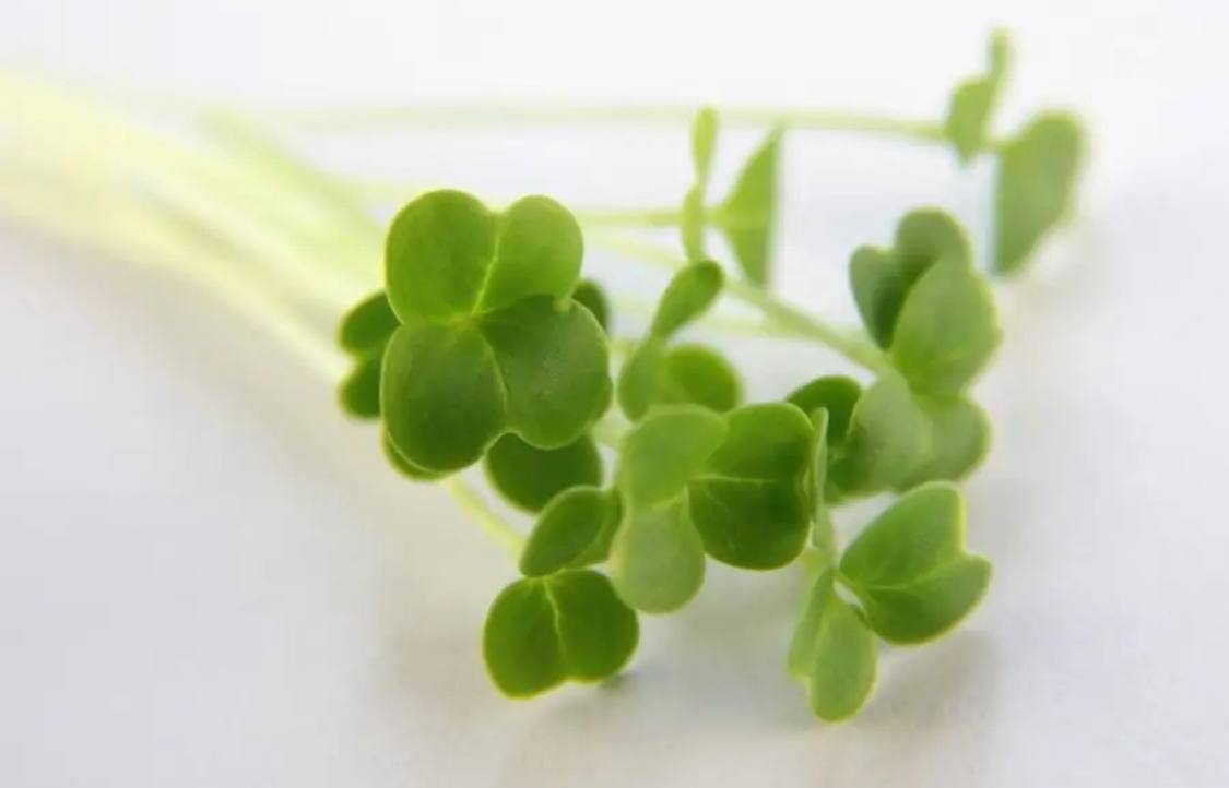 Семена для микрозелени MegaMedia брокколи - фото 3