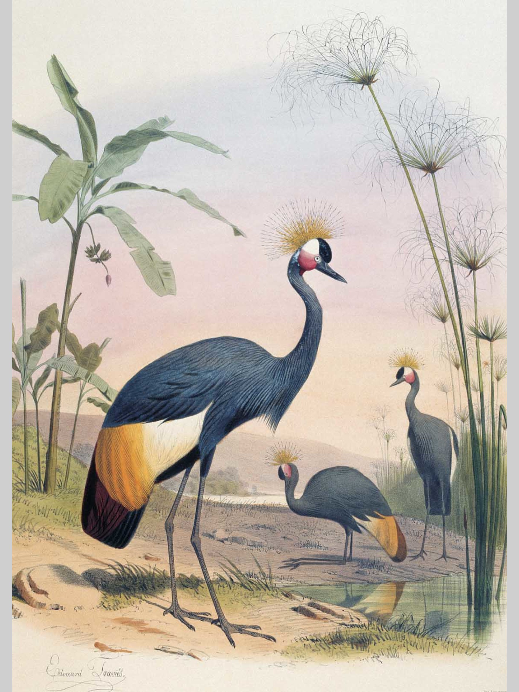 Набор открыток Белый город Самые красивые птицы Иллюстрации Э. Травье - фото 3