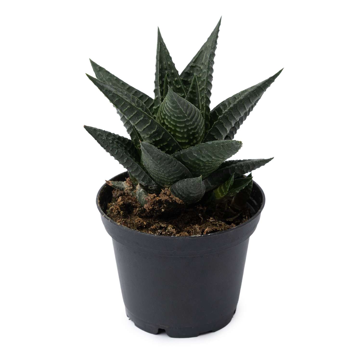 Растение ЕТК Суккуленты D7 в ассортименте - фото 19