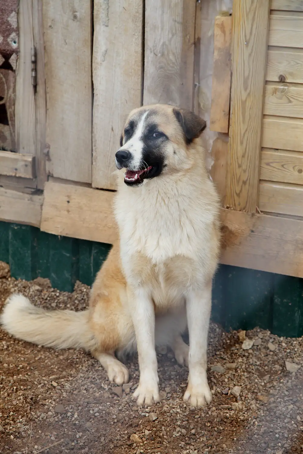 Собака Вая - фото 2