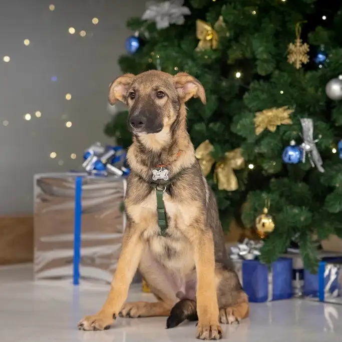 Собака Юдо - фото 5