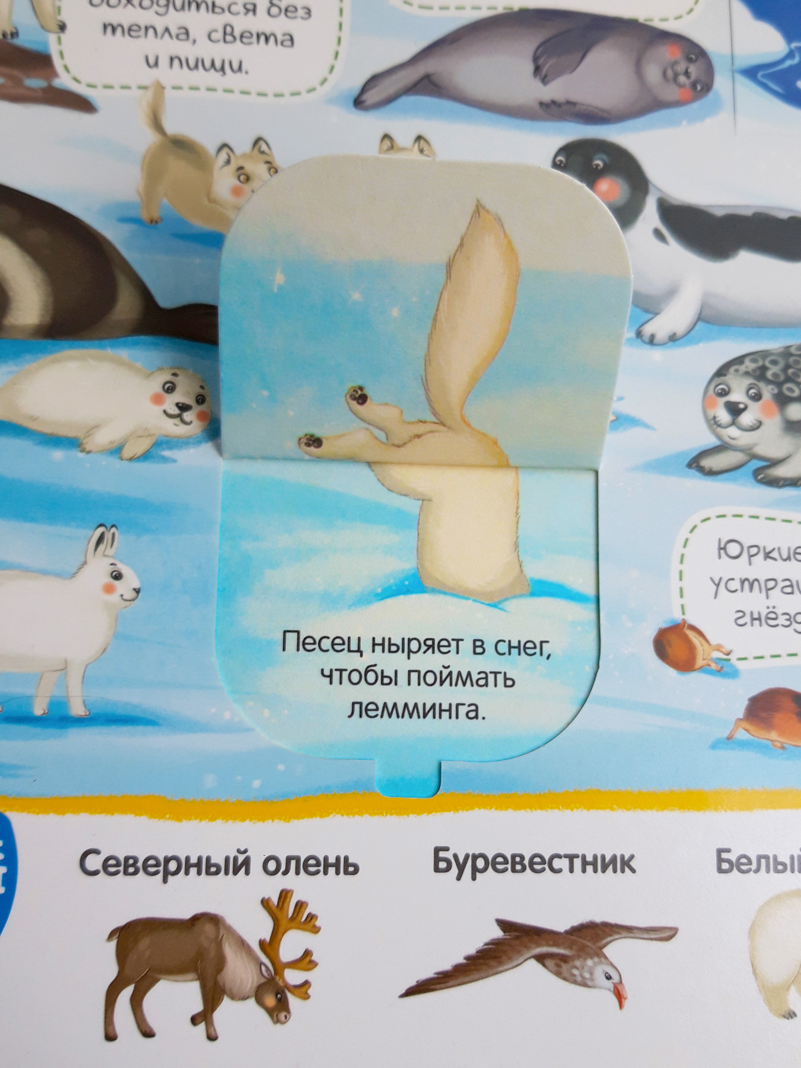 Виммельбух с окошками. Malamalama Энциклопедия Животные. Книга с окошками - фото 5