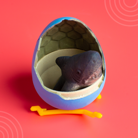 Настольная игра Школа Талантов