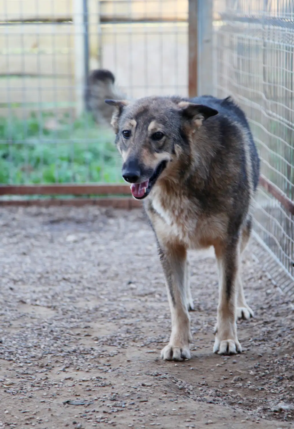 Собака Герда - фото 4