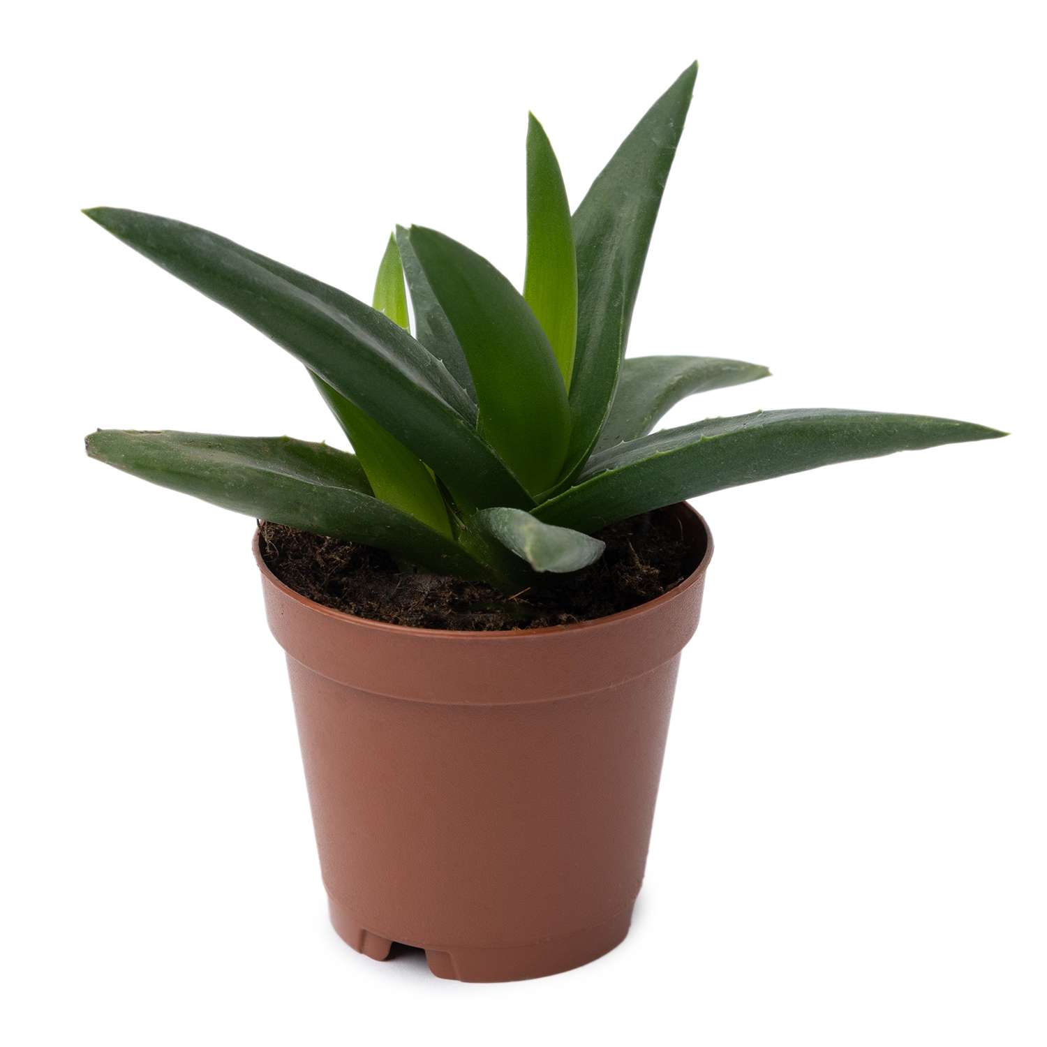 Растение ЕТК Суккуленты D5.5 в ассортименте - фото 11