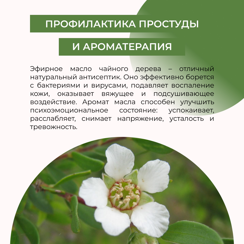 Масло Siberina Чайное дерево - фото 5