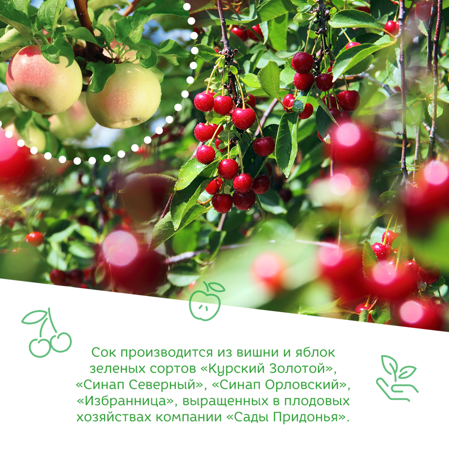 Сок Сады Придонья яблоко-вишня 0.2л с 5месяцев - фото 5