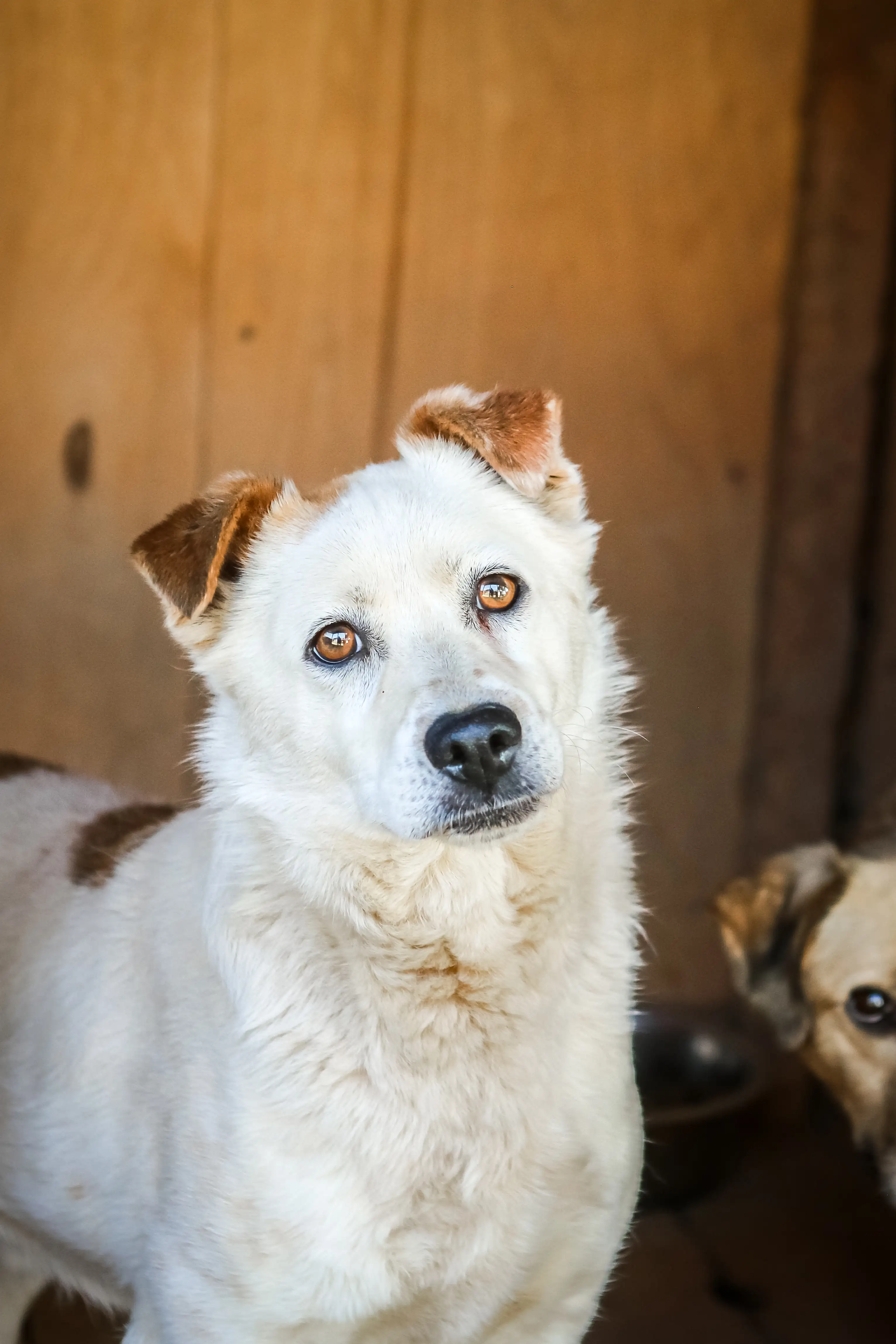 Собака Гарантин - фото 3