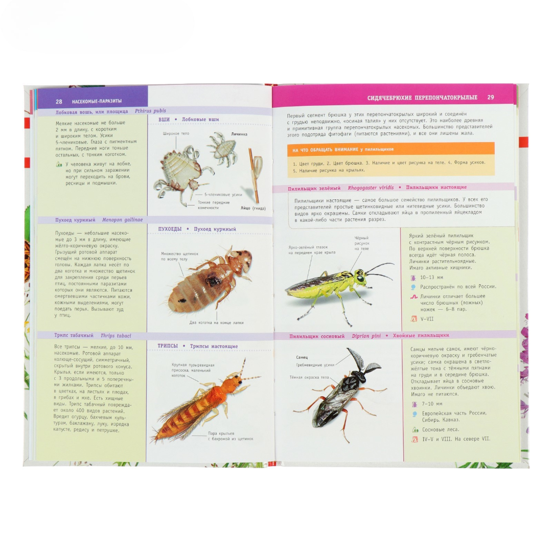 Лучший определитель АСТ Насекомые России - фото 4