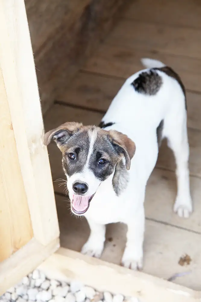 Собака Мичиган - фото 2