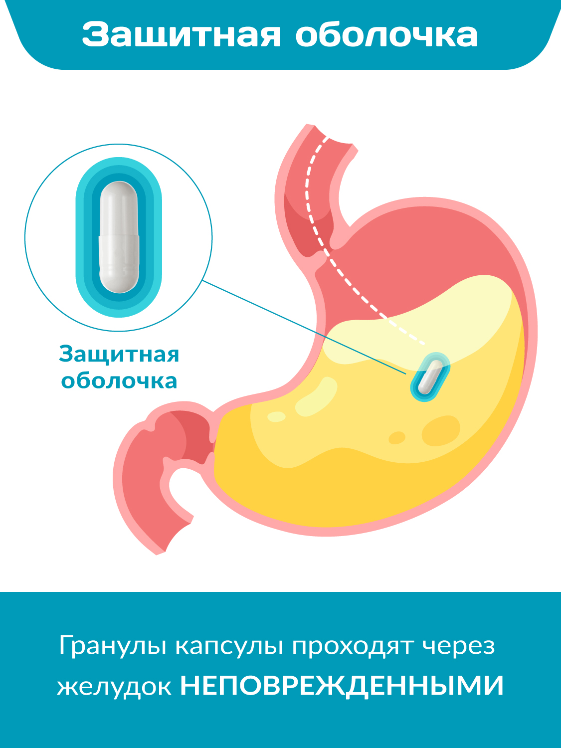 Комплекс пробиотиков Форте Daily Guard капсулы №15 - фото 6