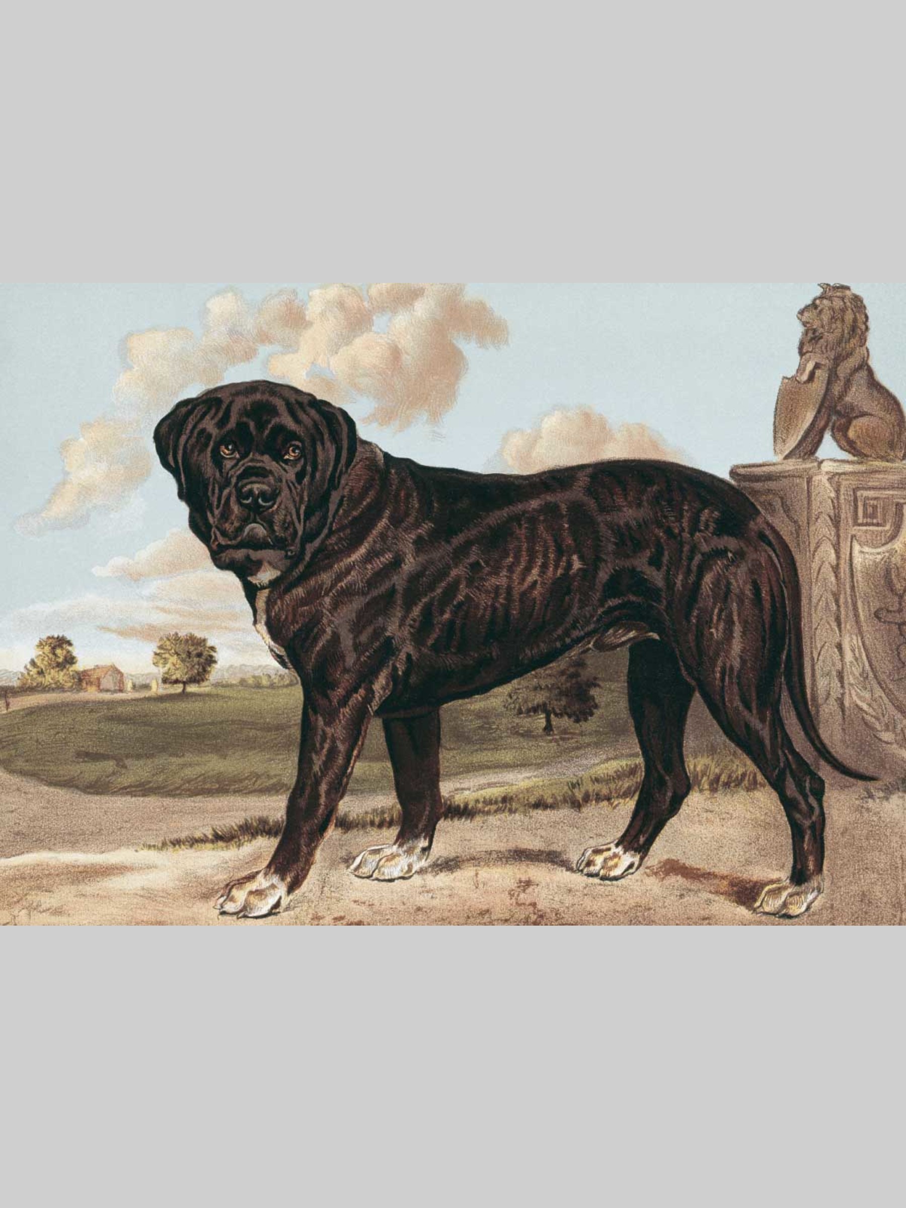 Набор открыток Белый город Собаки - фото 7